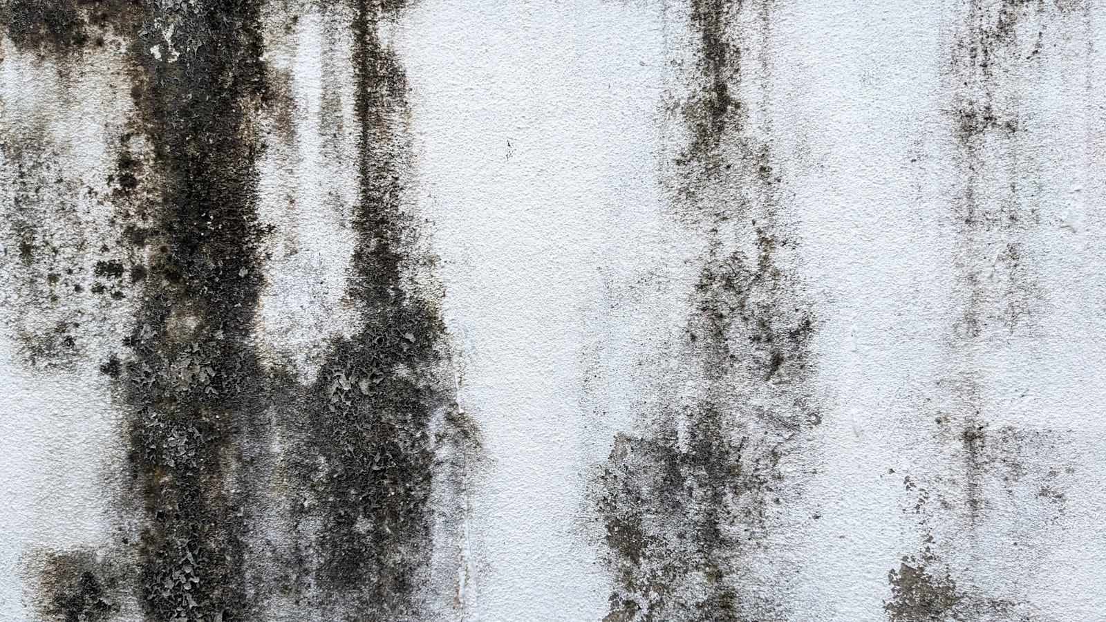Close-up of mold growth streaking down an interior wall